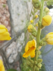 Verbascum