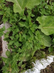 Urtica dioica