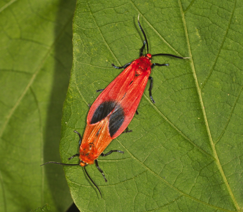 Phaudidae