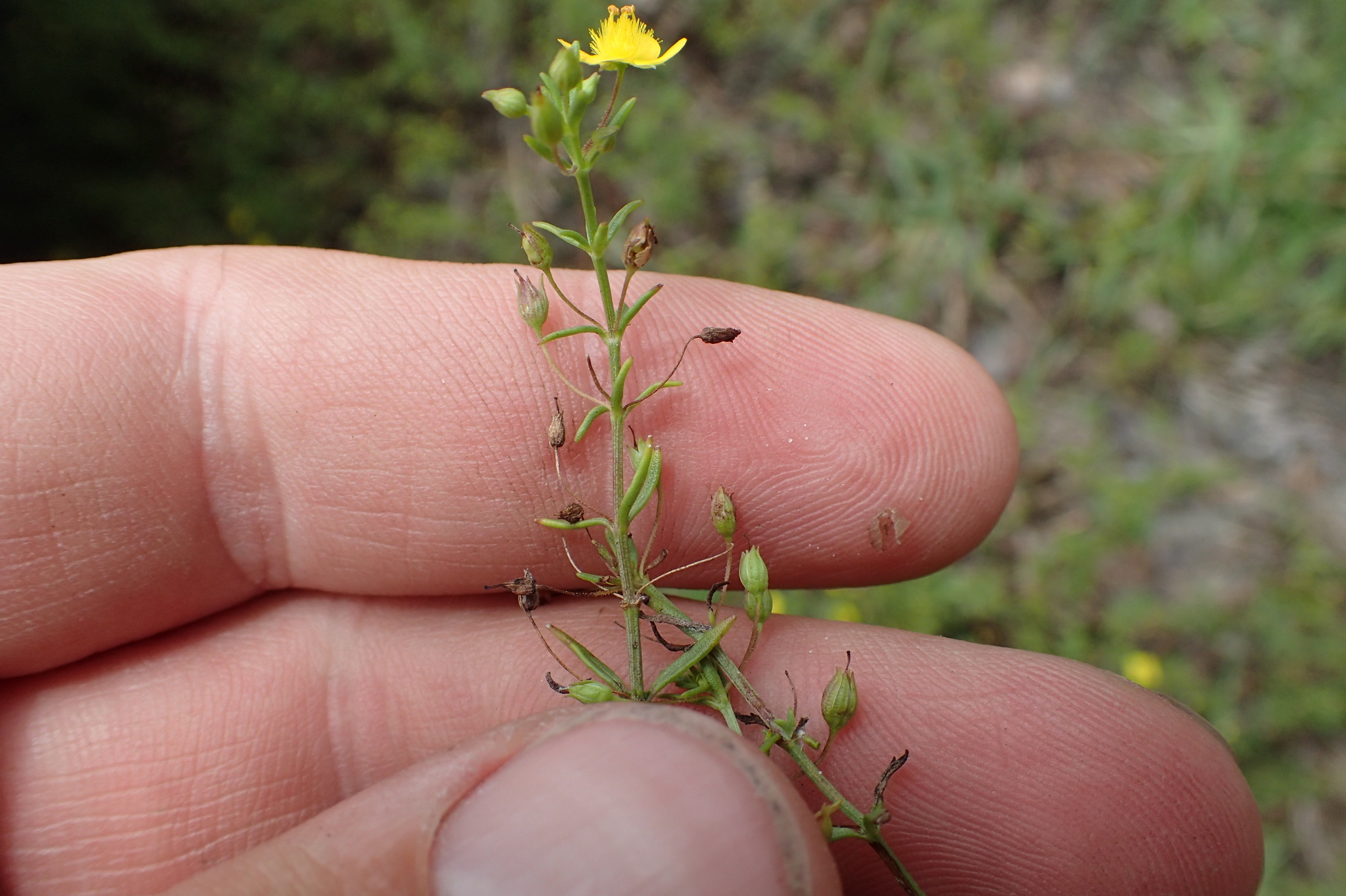 Scoparia montevidensis var. glandulifera