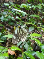 Aporia kanekoi
