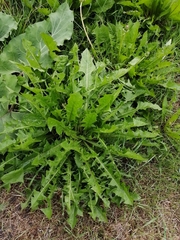 Taraxacum officinale