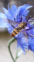 Episyrphus balteatus