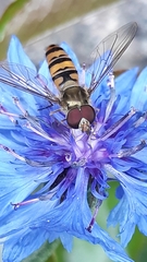 Episyrphus balteatus