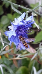 Episyrphus balteatus