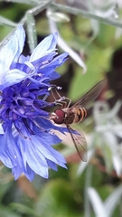Episyrphus balteatus