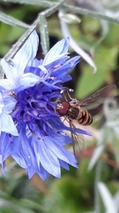 Episyrphus balteatus