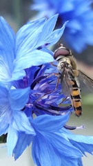 Episyrphus balteatus