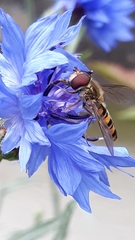 Episyrphus balteatus