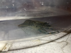 Macrobrachium asperulum