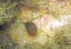 Microlipophrys canevae