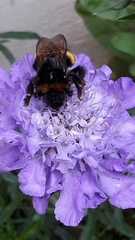 Bombus terrestris