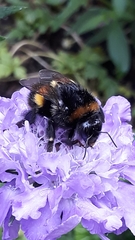 Bombus terrestris