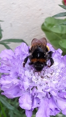 Bombus terrestris