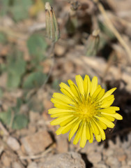 Agoseris apargioides