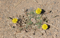 Agoseris apargioides