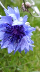 Centaurea cyanus