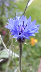 Centaurea cyanus