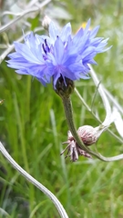 Centaurea cyanus