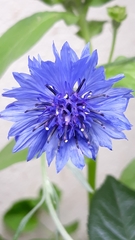 Centaurea cyanus