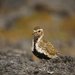 Golden Plovers and Black-bellied Plover - Photo (c) Ã“lafur Larsen, some rights reserved (CC BY-ND)