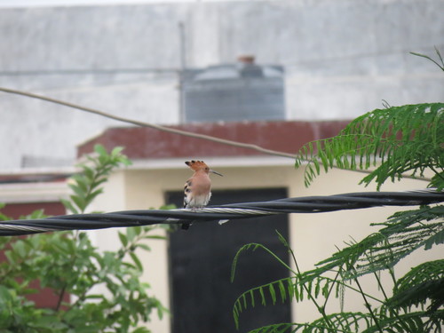 Common Hoopoe