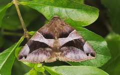 Bastilla arcuata