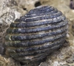 Nerita costata