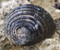 Nerita costata