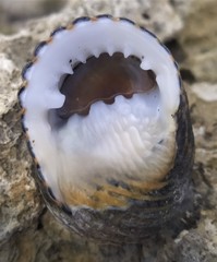 Nerita costata