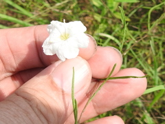 Stylisma pickeringii