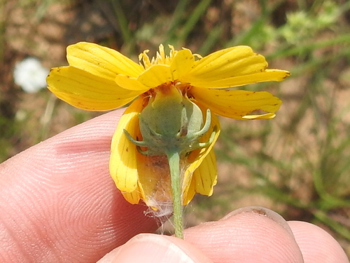 Image of Thelesperma flavodiscum by (c) Sam Kieschnick, some rights reserved (CC BY)