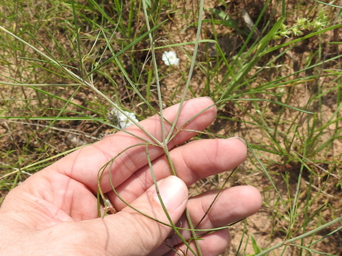 Image of Thelesperma flavodiscum by (c) Sam Kieschnick, some rights reserved (CC BY)