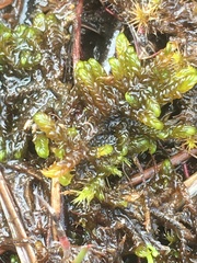 Scorpidium scorpioides