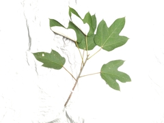Ficus grossularioides