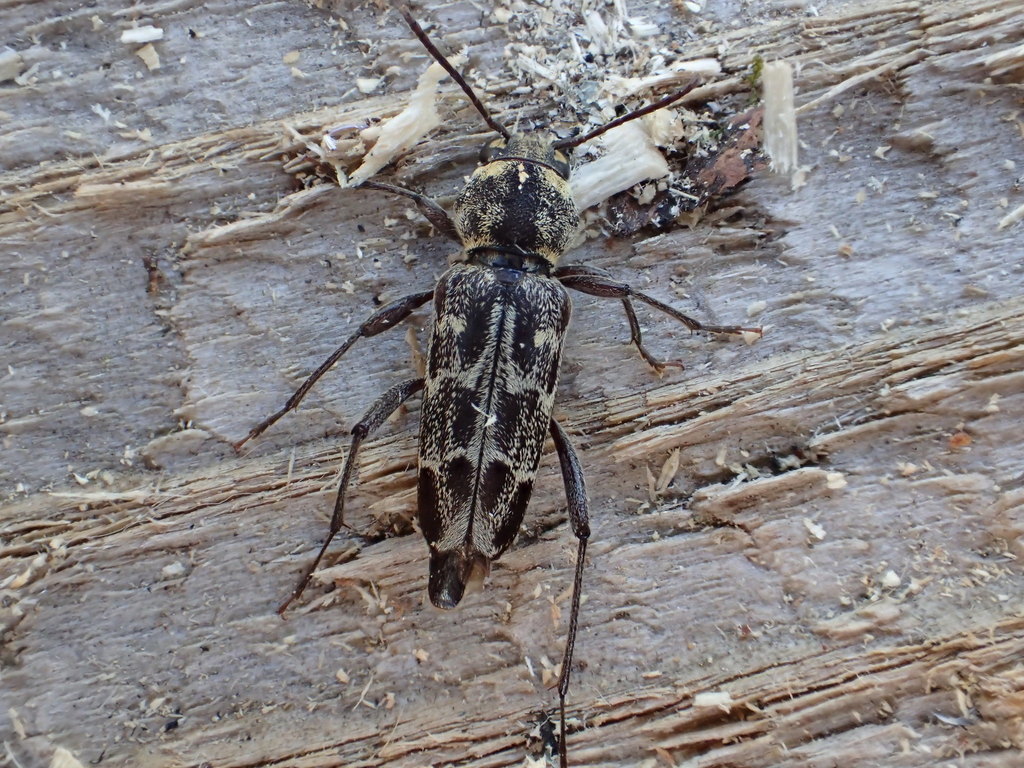 Xylotrechus integer