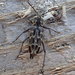Xylotrechus integer - Photo (c) Eric Knopf, some rights reserved (CC BY-NC), uploaded by Eric Knopf