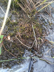 Scorpidium scorpioides