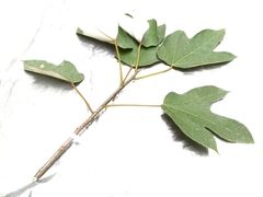 Ficus grossularioides