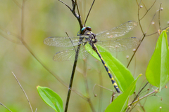 Cordulegaster obliqua