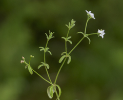 Galium labradoricum
