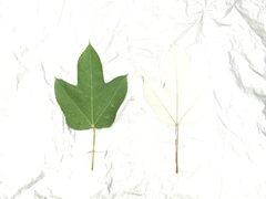 Ficus grossularioides