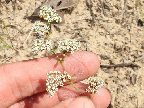 Image of Paronychia drummondii by (c) Sam Kieschnick, some rights reserved (CC BY)