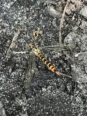 Nephrotoma flavipalpis