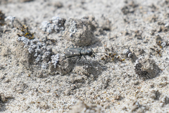 Cicindela depressula