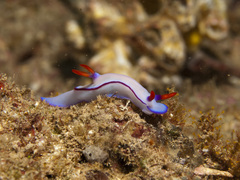 Hypselodoris brycei