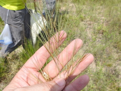 Aristida desmantha