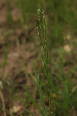 Glyceria notata