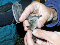 Myotis thysanodes