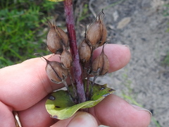Penstemon murrayanus